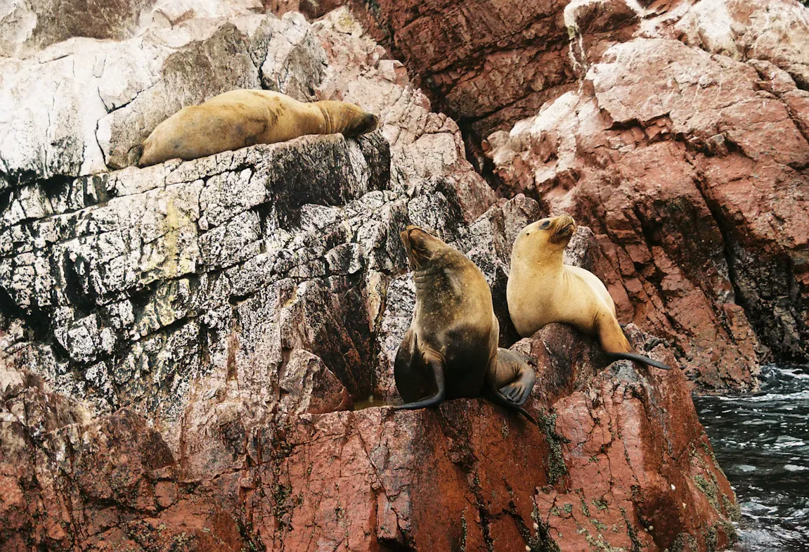 Sea Lions, Humboldt Penguins, and Marine Fauna - 1
